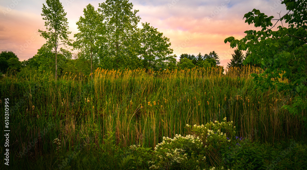 Wall mural Sunrise over the tranquil marshland with common reeds, white wild rose flowers, and dramatic clouds in New England