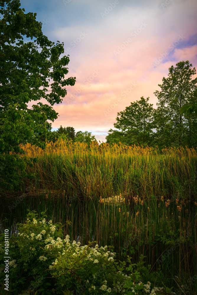 Wall mural sunrise over the tranquil marshland forest with common reeds, white wild rose flowers, and dramatic 