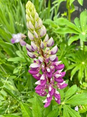 Irises and Lupine in the garden on a dewy morning with water droplets 