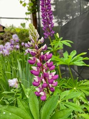 Irises and Lupine in the garden on a dewy morning with water droplets 