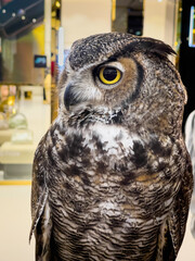 An owl's big eye perched on a tree during the day.