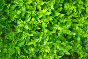 Mint bushes full screen. natural background