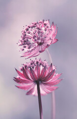 Różowe kwiaty Jarzmianki © mycatherina