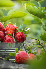 Close up shot of freshly picked ripe red strawberries in the metal bowl among the green leaves of strawberry bushes in the garden. Yield of berries in the summer.