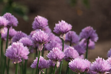 Field flowers with purple petals during sunny spring day. Violet onion flowers in the meadow. Macro shot of garlic blossom