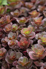 Close up shot of burgundy red flowers. Macro shot of field flowers