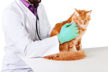 Vet Examining a Red Cat