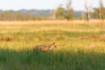 Fuchs auf einer Wiese an der Ostsee bei Zingst.