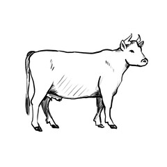 Menu Animals (hand drawn)