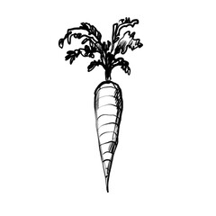 Carrot (hand drawn)