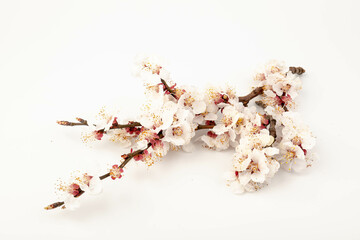 Blossoming fruit branch. Blooming fruit branches. Apricot blossoms on a white background