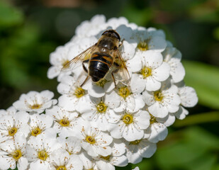 Hopfensee im Allgäu 2023