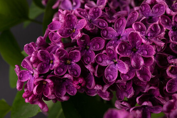 Lilac (lat.Syringa vulgaris) closeup in the spring on a black background.