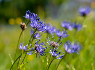 Hopfensee im Allgäu 2023