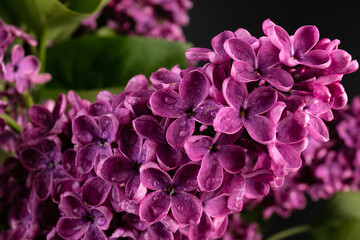 Lilac (lat.Syringa vulgaris) closeup in the spring on a black background.