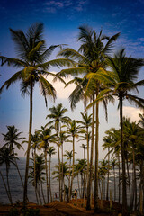 Obraz na płótnie Canvas Palm trees and the ocean. Sri Lanka