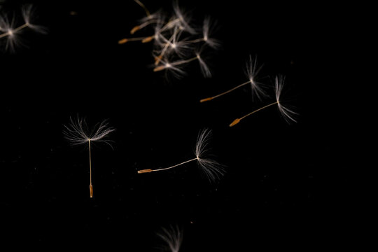 Dandelion with seeds blowing away in the wind across on black background.