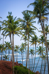 Fototapeta na wymiar Palm trees and the ocean. Sri Lanka