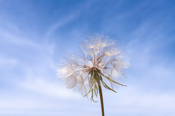 Fototapeta na wymiar Dandelion with seeds across a cloudy blue sky with copy space