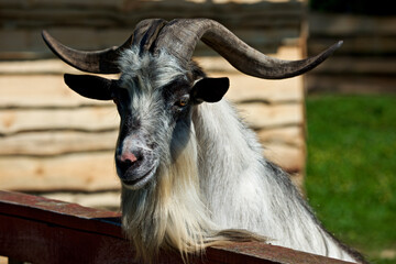Fototapeta premium portrait of a gray goat with curved horns