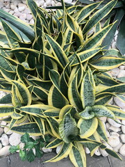 Obraz premium Agave plant in garden 