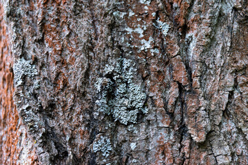 Close Up of Bark on Tree Stump. Old tree. many years old. carbon sink. close up of bark.macro photography. multi use. blog. article. background or backdrop. sunlight on bark. High quality photo