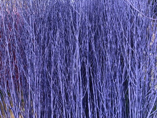 Purple stained stalks dyed wood  decorations as texture and background