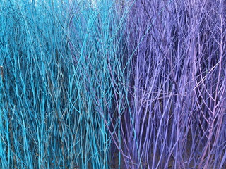 Blue and purple stained stalks dyed wood  decorations as texture and background