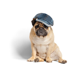 Purebred funny dog pug in a denim baseball cap sits on a white background.