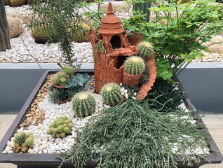 Cactus and Agave plant in the garden