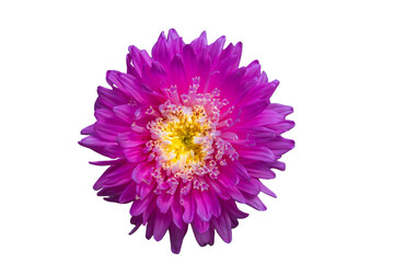 pink dahlia isolated on white background
