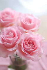 Close-up of pink rose flowers.