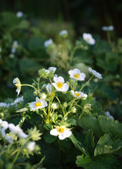 White strawberry flowers on a garden bed