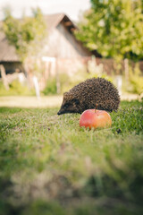 hedgehog in the grass © Yulia