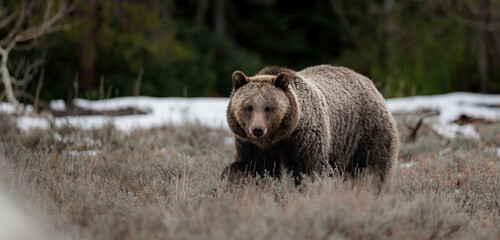 Obraz na płótnie Canvas Grizzly Bear in Grand Teton National Park