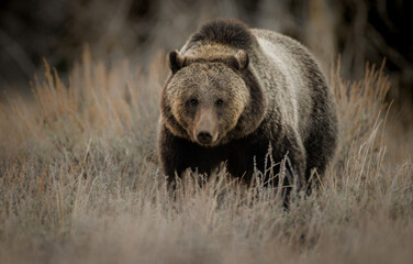 Grizzly Bear in Grand Teton National Park - obrazy, fototapety, plakaty