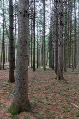 Tall trees in pine forest with closeup of bare trunks on cloudy day