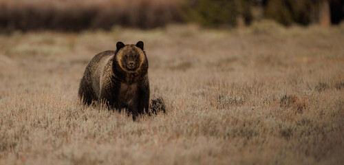 Grizzly Bear in Grand Teton National Park - obrazy, fototapety, plakaty