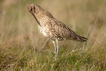 Curlew, Scientific name: Numenius arquata.  Close up of an adult Eurasian curlew preening feathers on Managed Grouse Moorland in Swaledale, North Yorkshire. Blurred background.   Space for copy