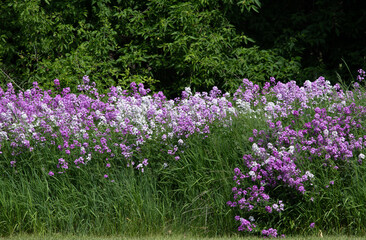 Dame’s Rocket  wildflowers in purple, pink and white growing in ditch