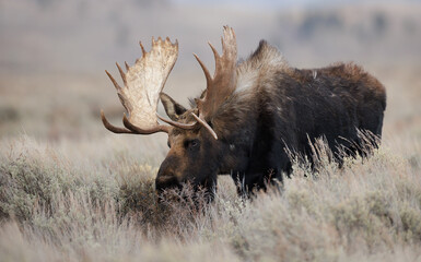 Bull Moose in Grand Teton National Park - obrazy, fototapety, plakaty
