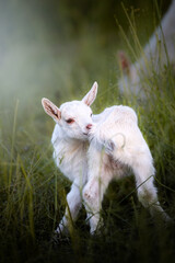 Baby Goat in the field in the warming light of sunrise, Germany, Europe