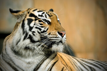 portrait of a bengal tiger