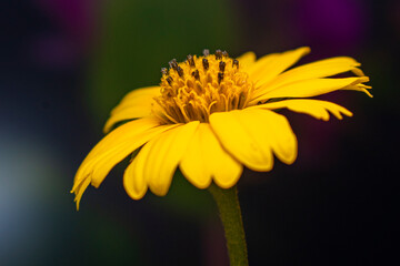 Flor amarilla con fondo desenfocado