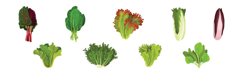 Fresh Green Salad Leaves for Cooking Vector Set