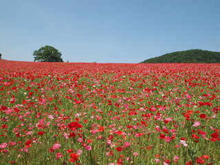 天空のポピー風景