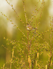Redwing (Turdus iliacus) perched on the birch in spring.