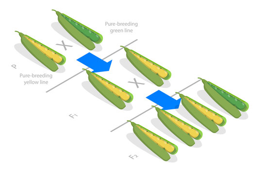 3D Isometric Flat  Conceptual Illustration of Mendelian Inheritance