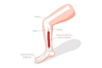 3D Isometric Flat  Conceptual Illustration of Extensor Hallucis Longus Muscle