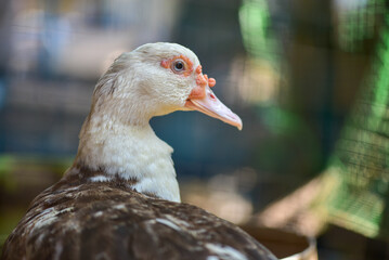 Close up of the ducks. Look at the details and expressions of the ducks. Pet concept. Poultry. Farm animals.